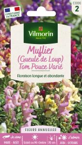 Muflier (Gueule de Loup) Tom Pouce Varié